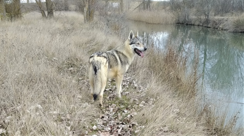 Kronen de Campos y Lobos